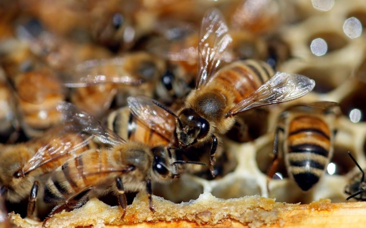 Enjambre de abejas atemoriza a vecinos en colonia de Matamoros