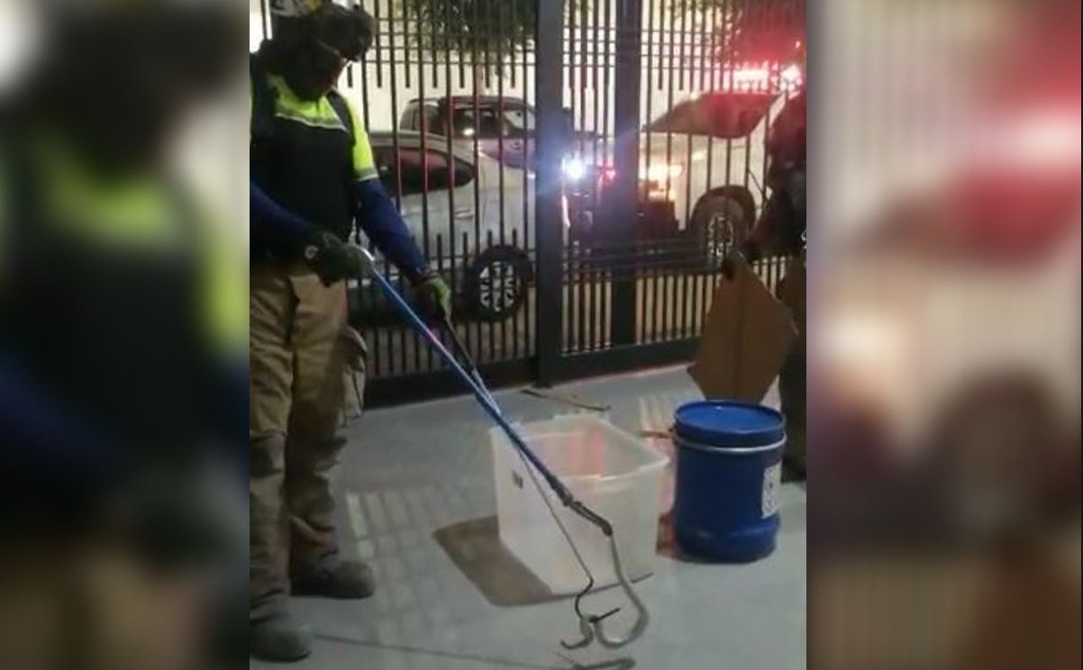 VIDEO: Aparecen serpientes en varias colonias de García