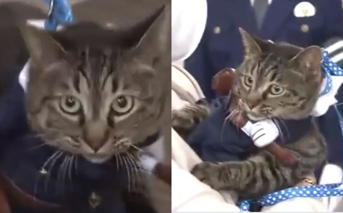Gatita se convierte en jefa de policía tras salvarle la vida a un hombre