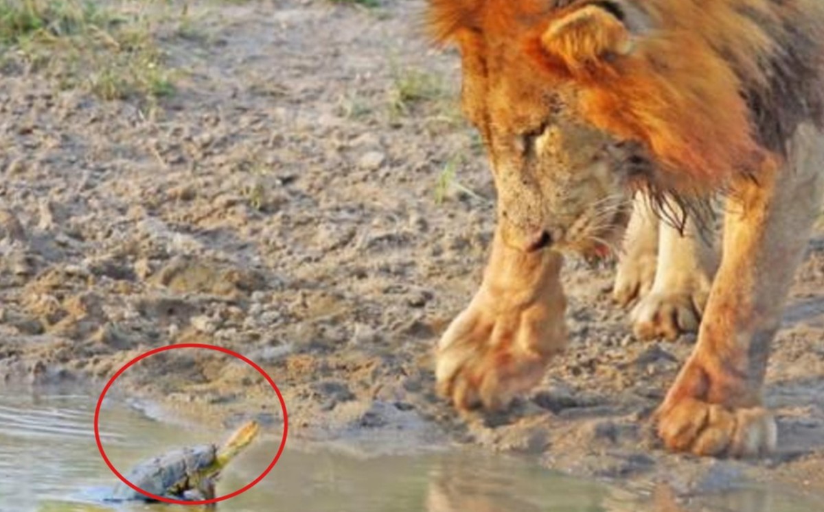 VIDEO: Tortuga se enfrenta a dos leones en arroyo