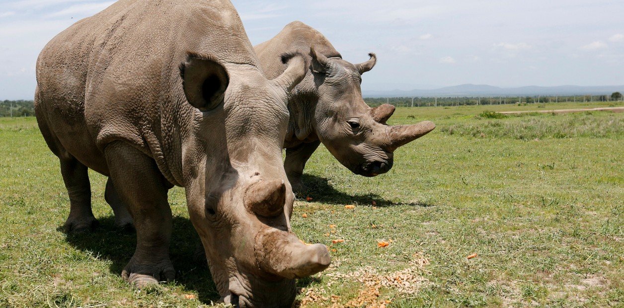 Logran inseminar artificialmente 4 embriones de rinoceronte blanco para evitar su extinción 