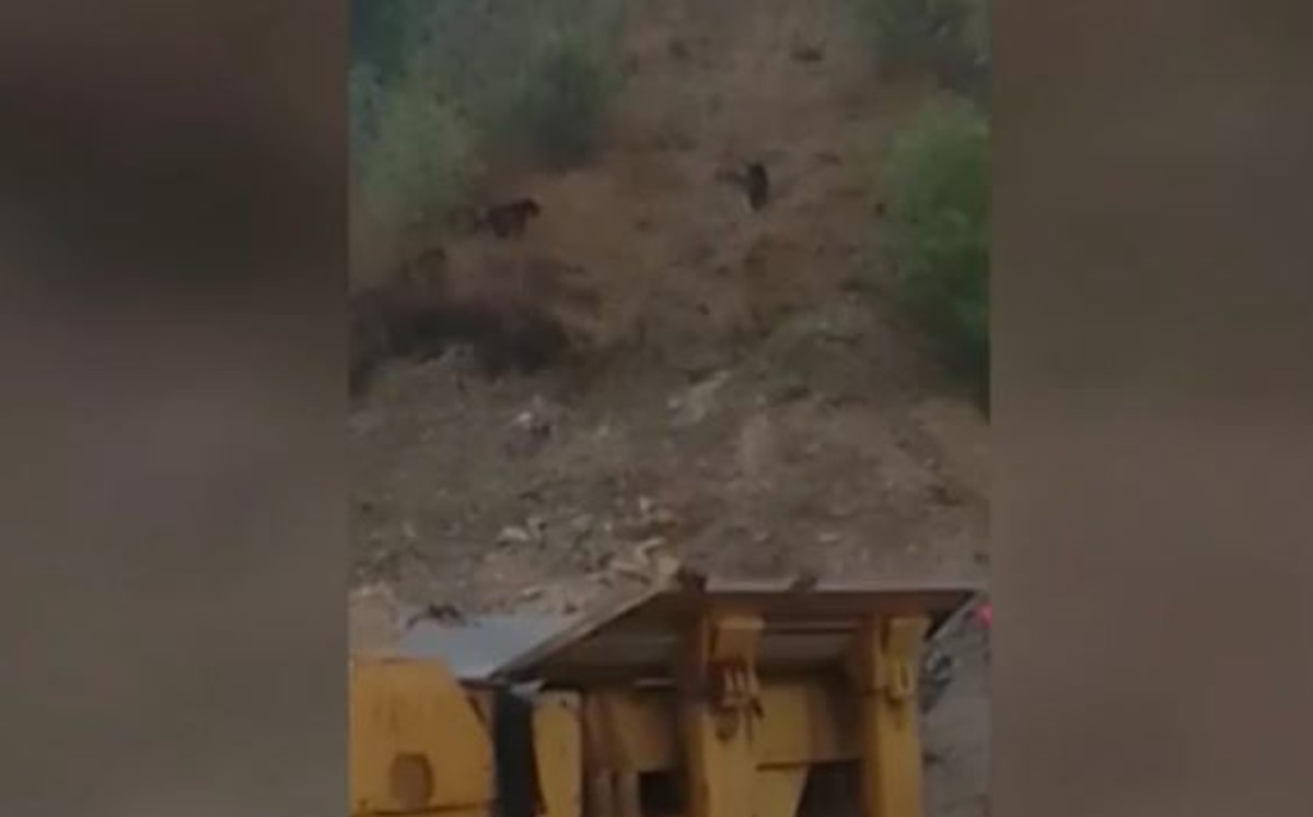 Captan a familia de osos paseando en la colonia La Rioja