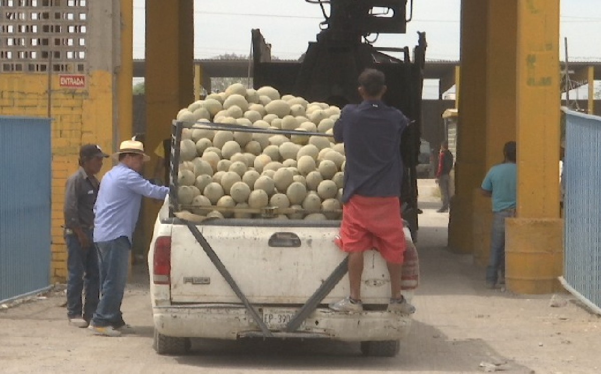 Durante este mes arrancó recolección de melón en Matamoros