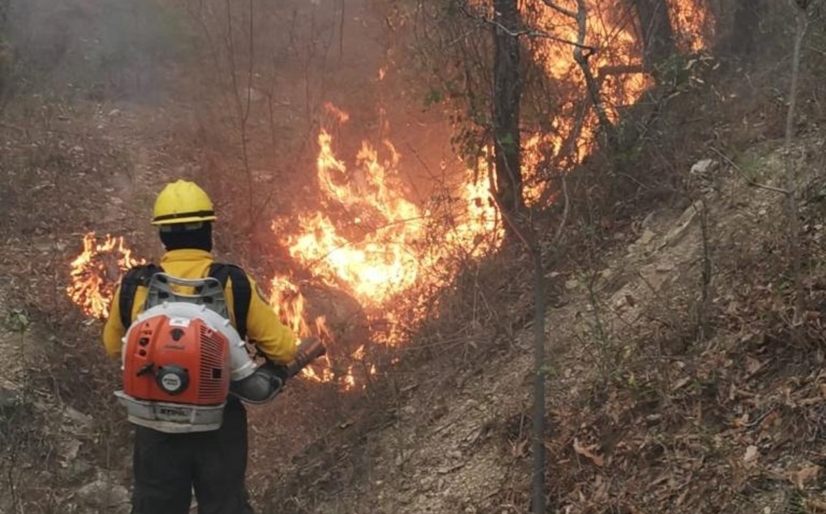 Extinguen el 50% del incendio forestal que afecta a Dr. Arroyo y General Zaragoza