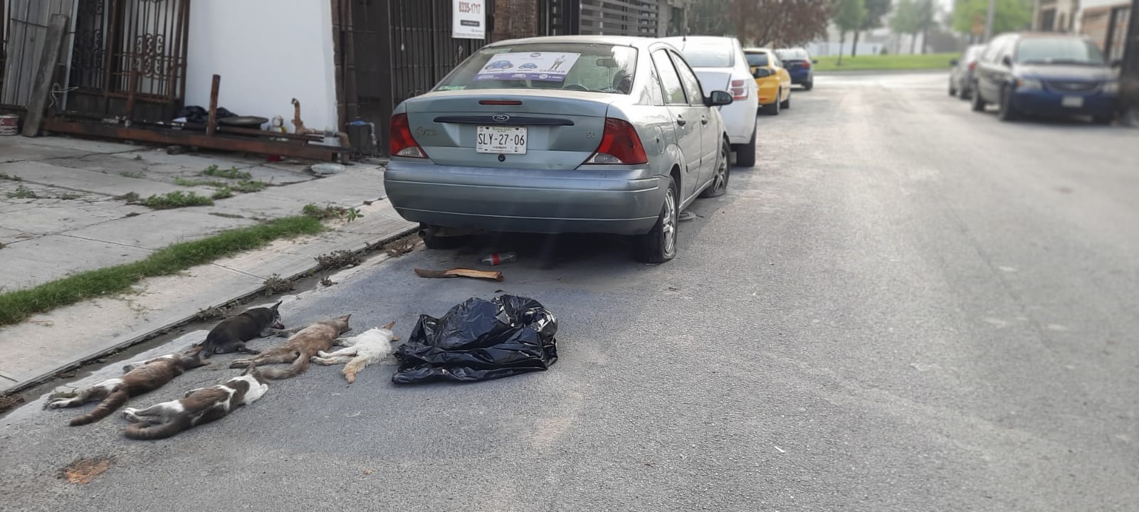 Encuentran muertos a cinco gatos y un perro en San Nicolás; acusan envenenamiento 