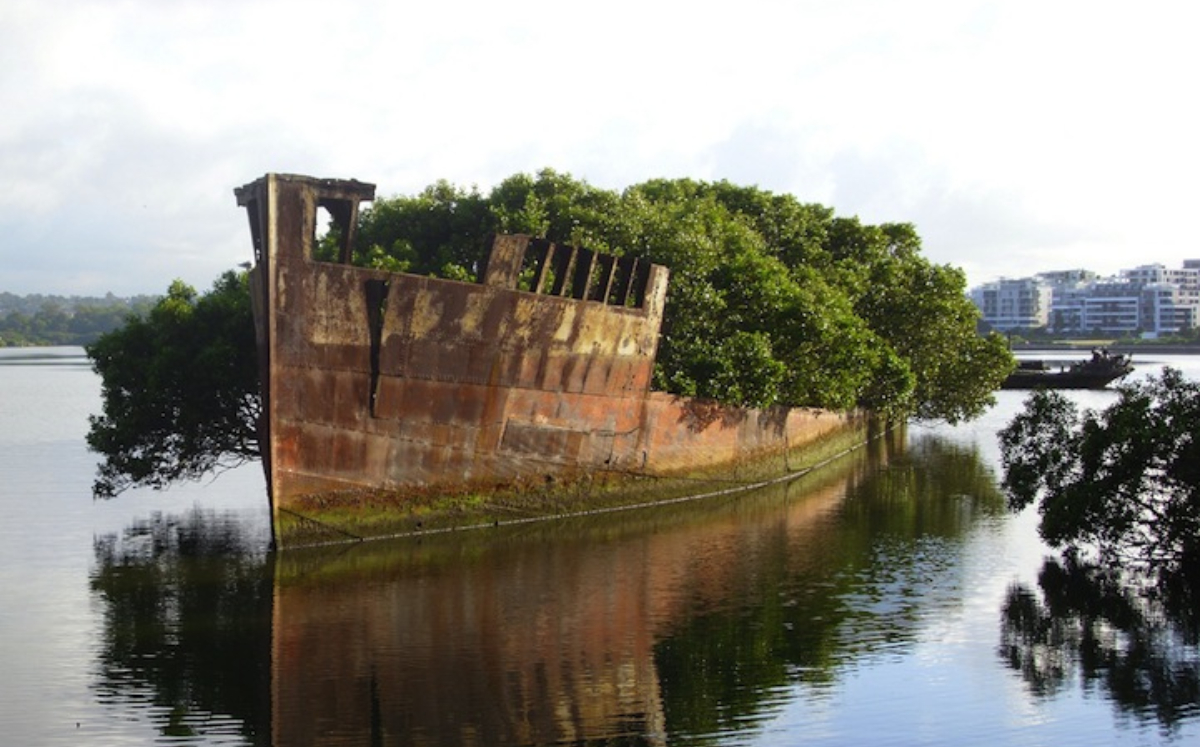 El barco de guerra abandonado que se convirtió en bosque flotante