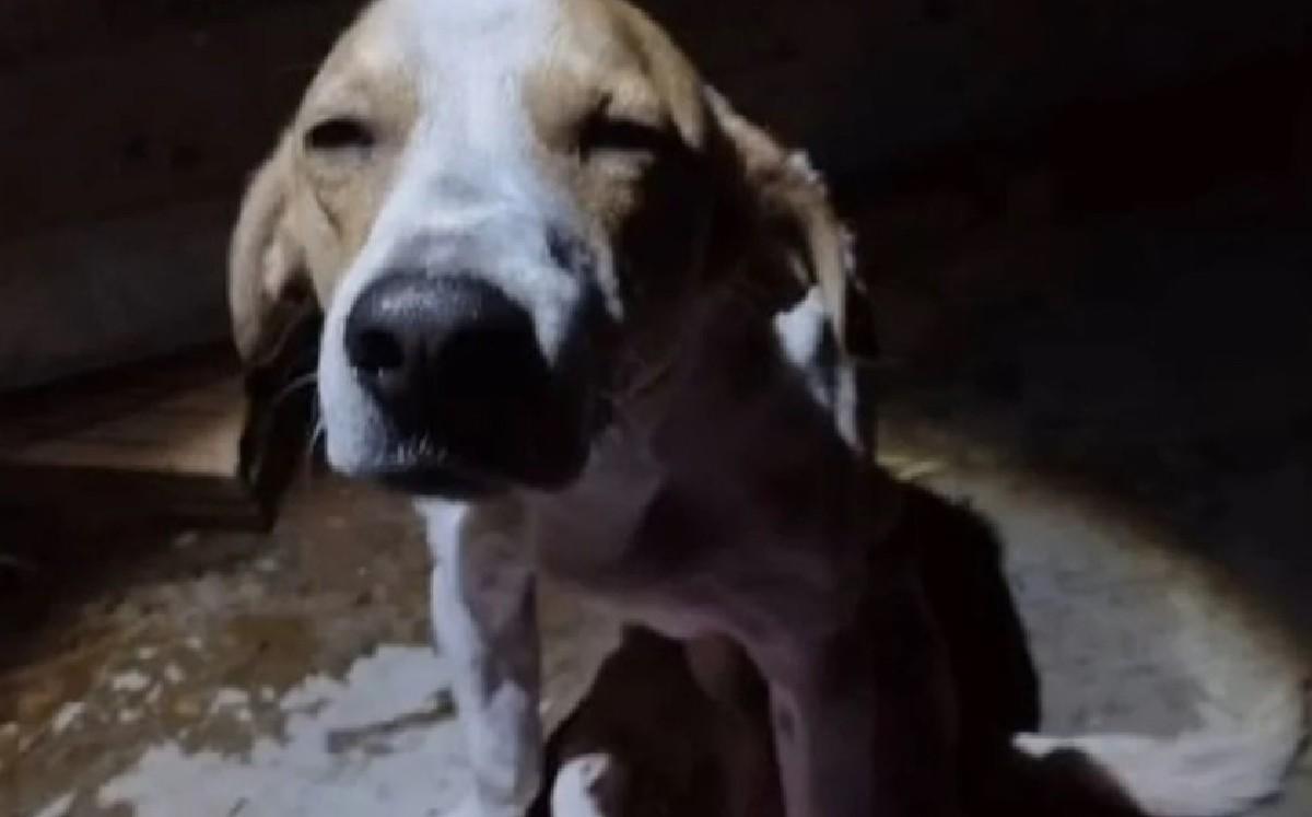 ¡Amor verdadero! Perrito recibe 4 puñaladas luego de salvar a su dueña del ataque de su esposo