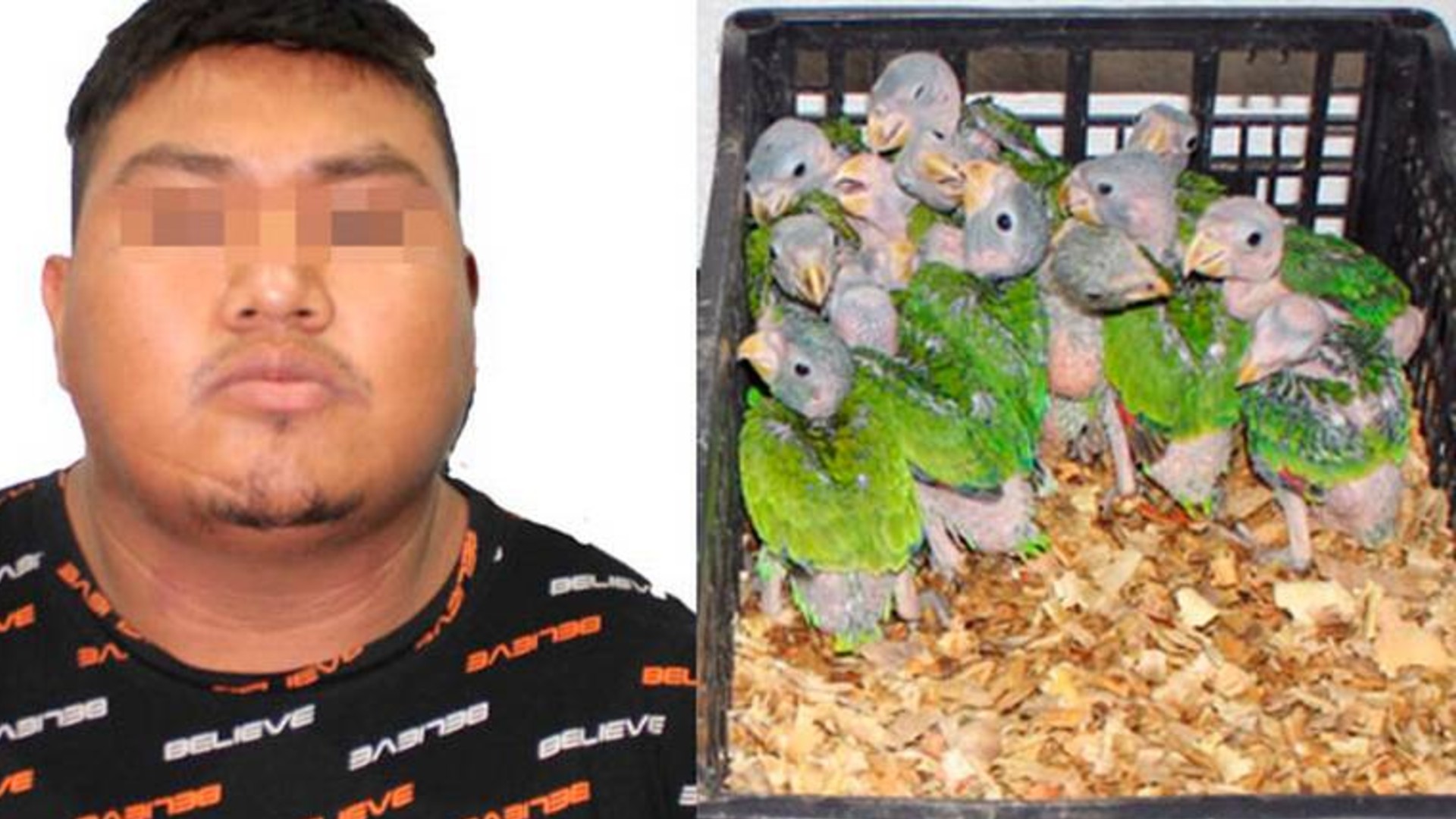 Transportaba a loros en cajas y es detenido en la Capu