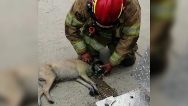 ¡Lo salvaron! Perrito es rescatado de un incendio por bomberos de Tijuana