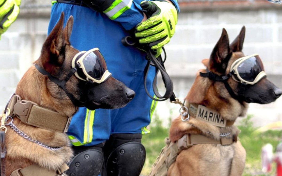 Evil y Ecko, los héroes caninos detrás del rescate de víctimas en Línea 12 del Metro