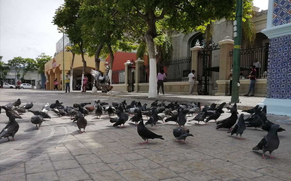 Capturar palomas en Tehuacán podría ser delito federal, afirman animalistas