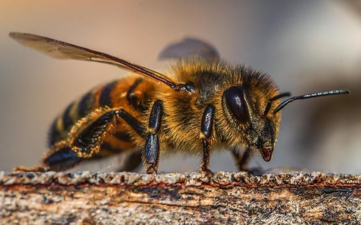 Abejas son entrenadas para 'sacar la lengua' al detectar el Covid-19