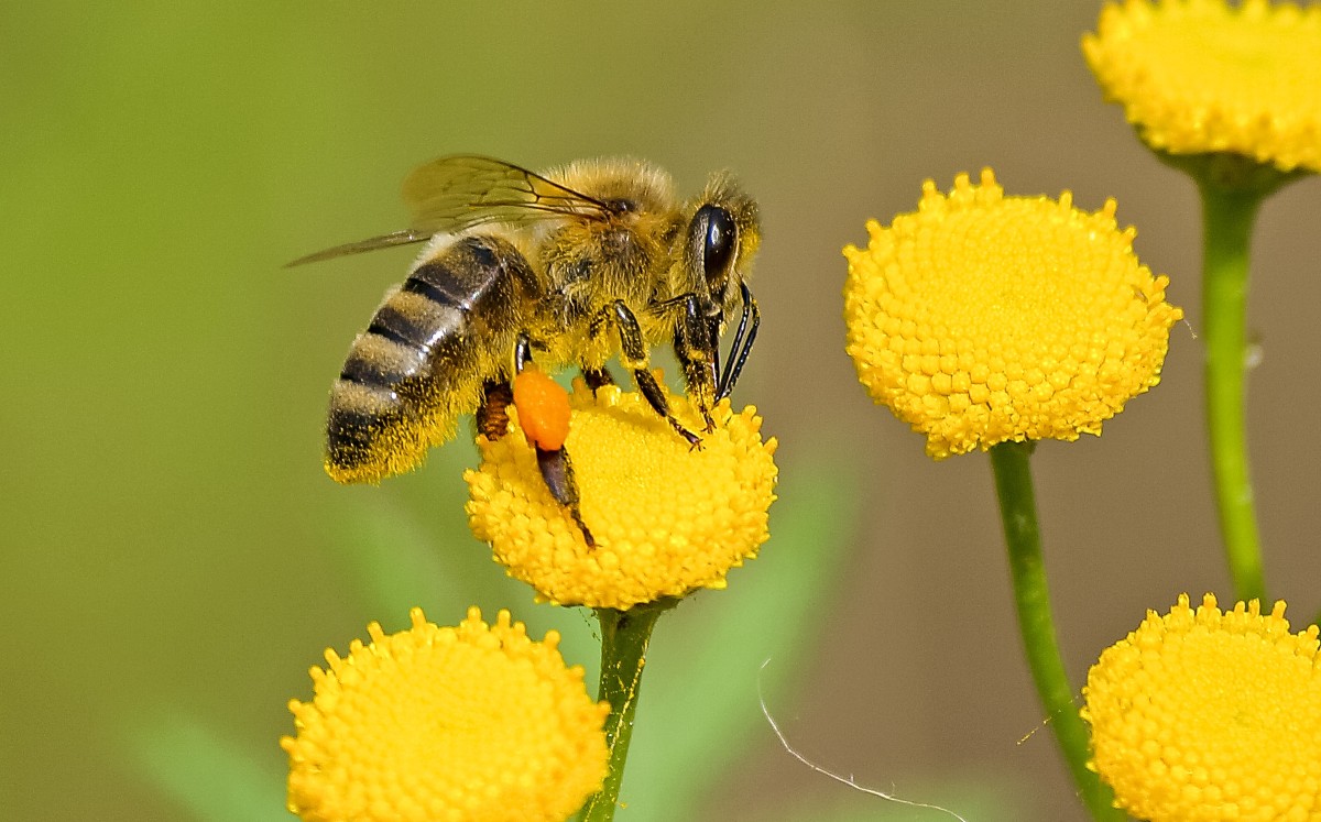 Entrenan abejas para detectar Covid-19 