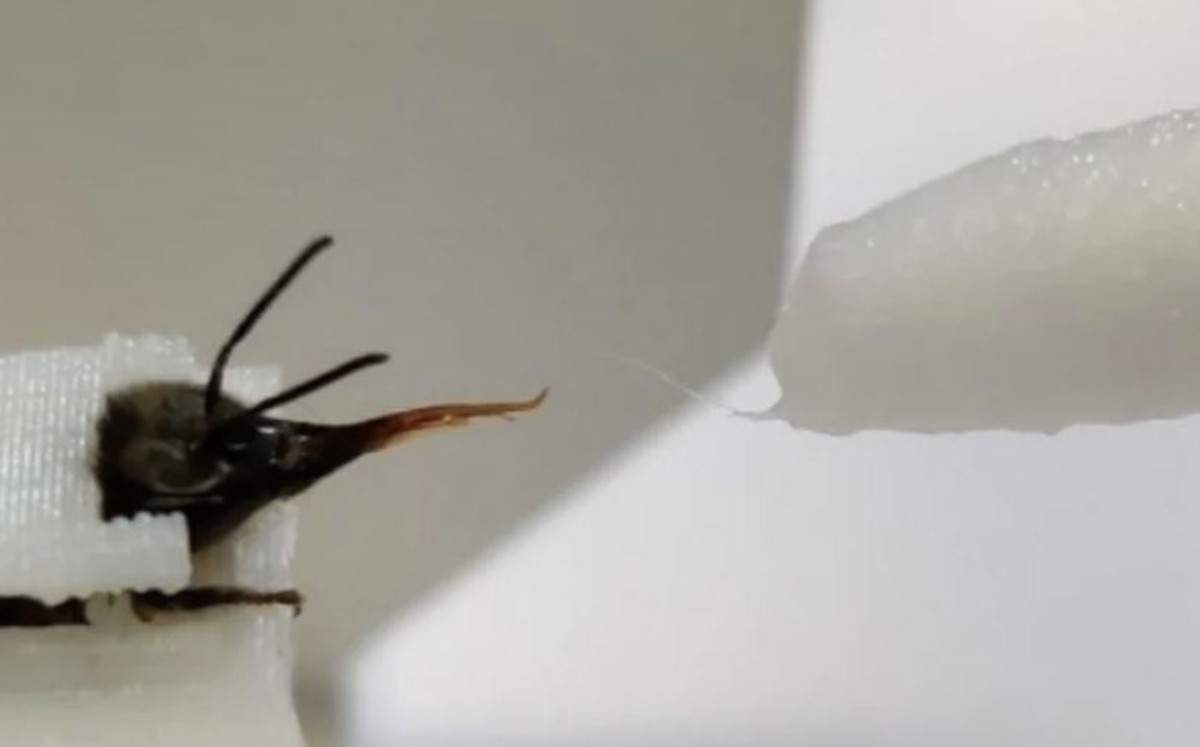 Entrenan abejas para detectar Covid-19