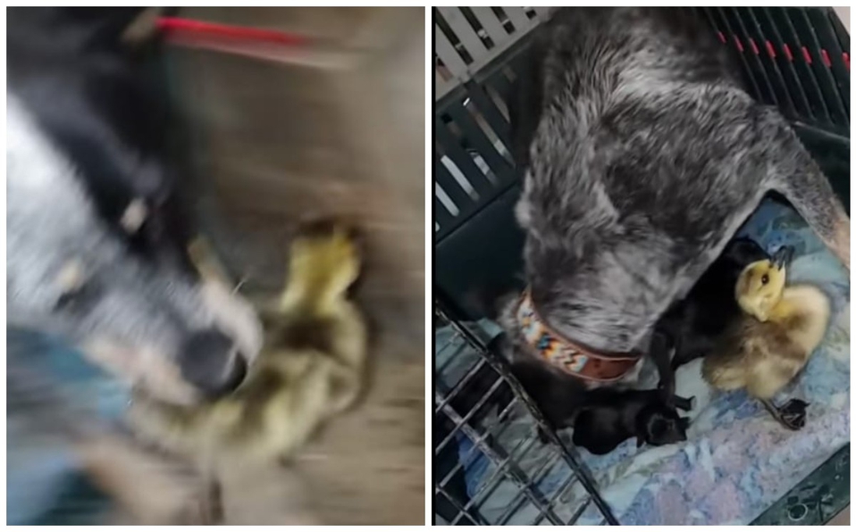 VIDEO: Perrita que acaba de ser madre cuida de un pato como si fuera su hijo