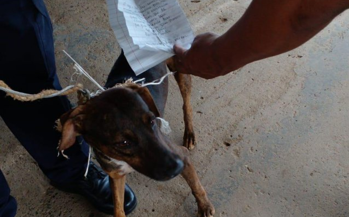 Perrito es detenido por servir de "mensajero" a reos de una cárcel
