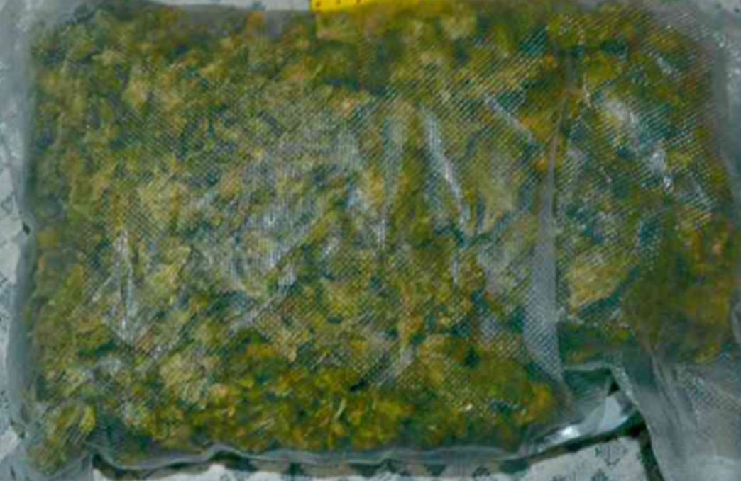 Desmantelan invernadero de mariguana y detienen a hombre en Guadalupe