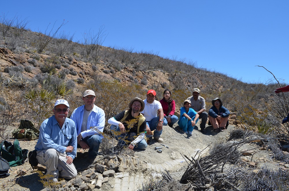 Hallan nueva especie de dinosaurio en Coahuila; tiene más de 70 millones de años