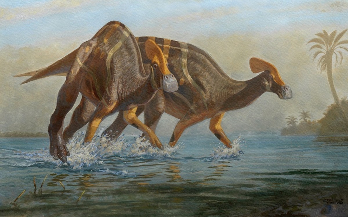 Hallan nueva especie de dinosaurio en Coahuila; tiene más de 70 millones de años