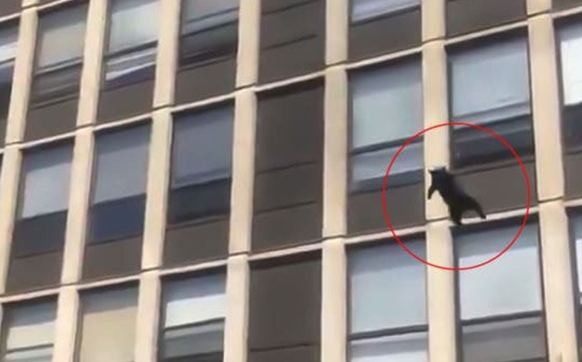 Gatito salta desde el quinto piso de un edificio en llamas y cae de pie