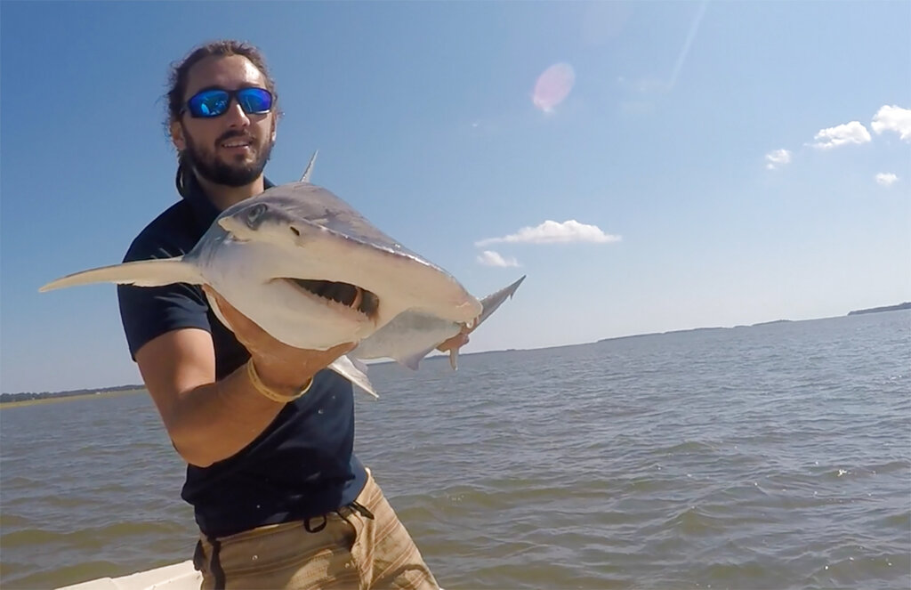 Tiburones tienen 'GPS natural' para viajar por océanos, revela científicos