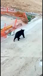 Captan a oso negro en una construcción en Carretera Nacional