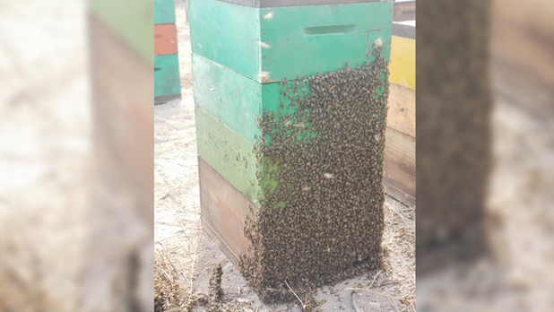 Apicultores de Jalisco buscan mantener producción pese a dificultades