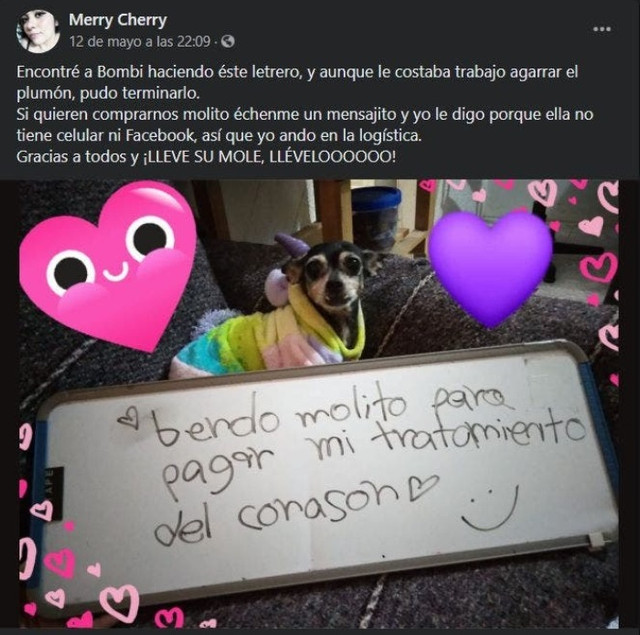 Bombi: lomita que "vende" moles para lograr pagar su tratamiento de corazón
