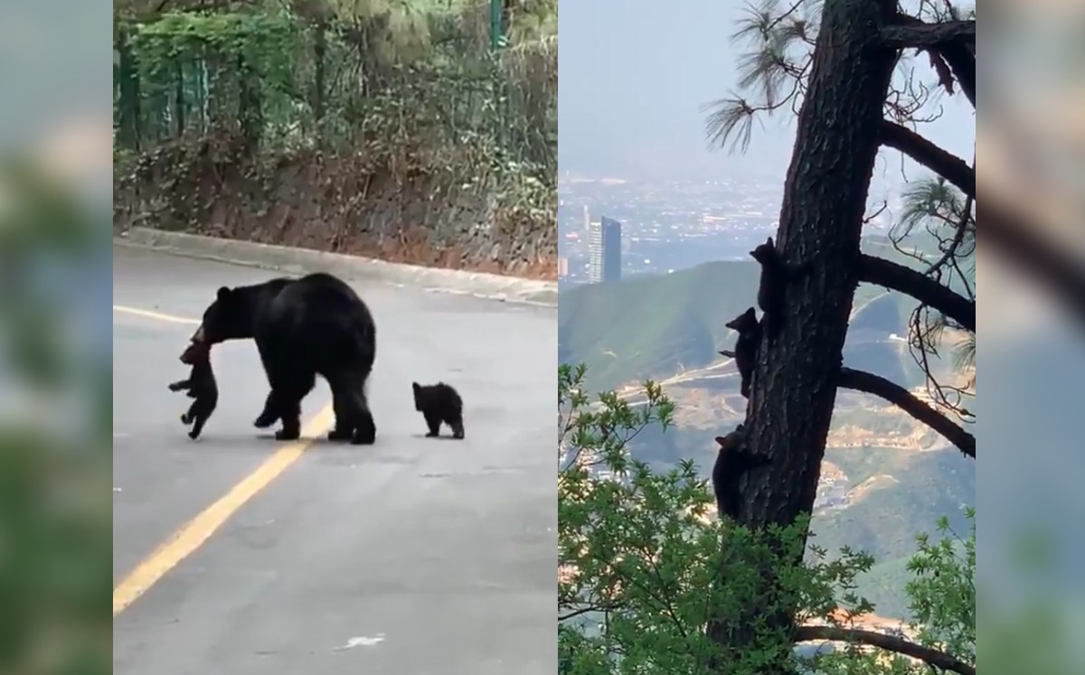 VIDEO: Avistamiento de oso sorprende a empleados de empresa en Ciénega de Flores