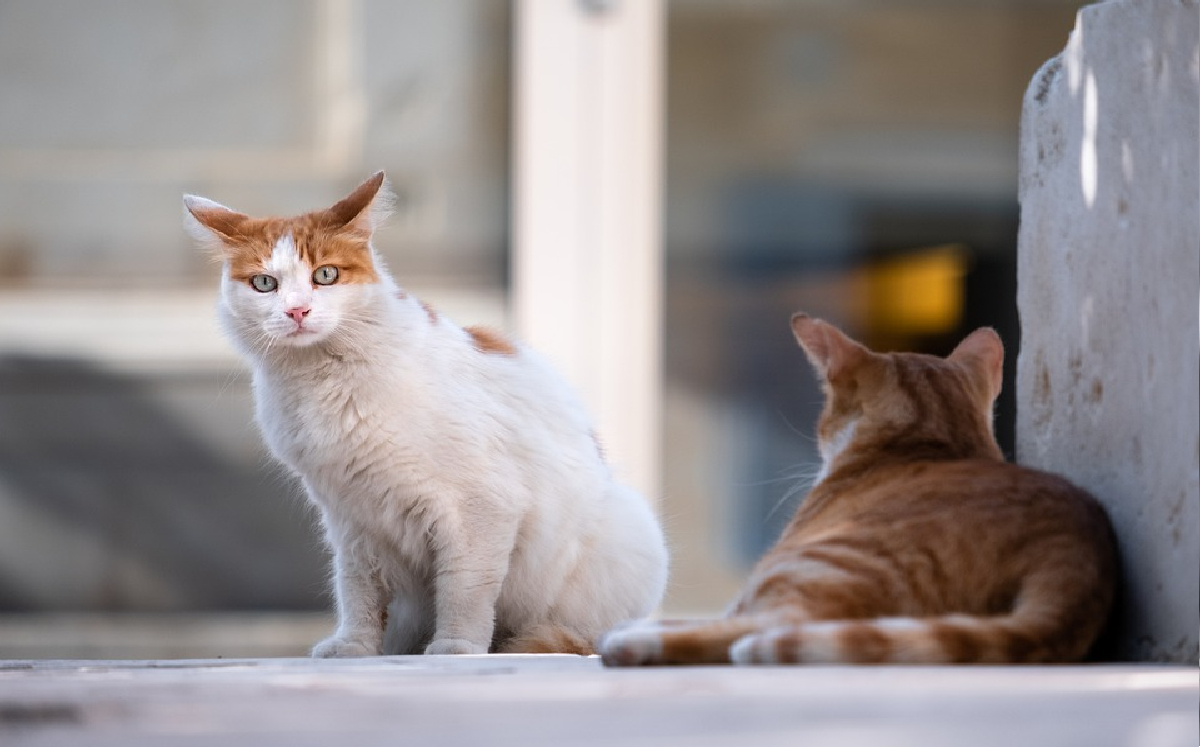 Encuentran cadáver de adulta mayor devorado por sus gatos; vivía en completa soledad
