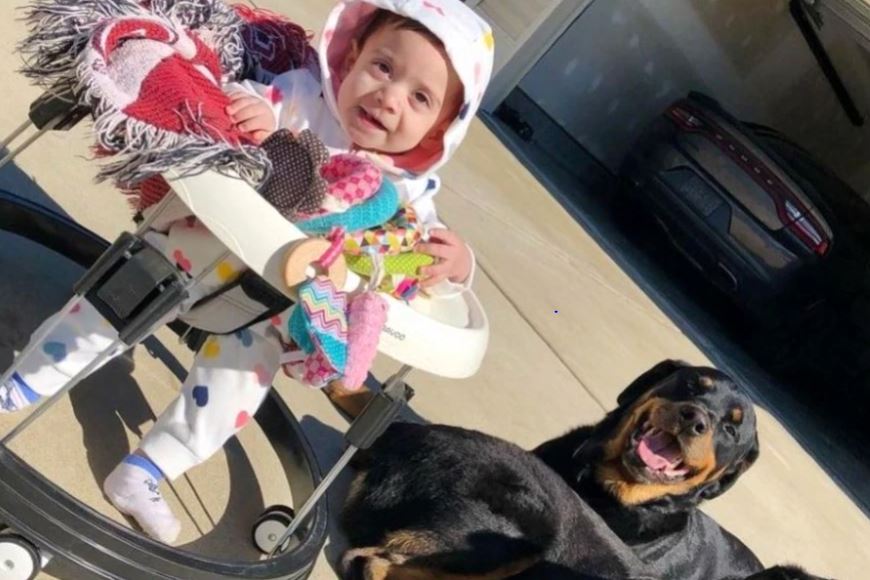 Muere bebé de 10 meses tras sorpresivo ataque de dos perros rottweiler