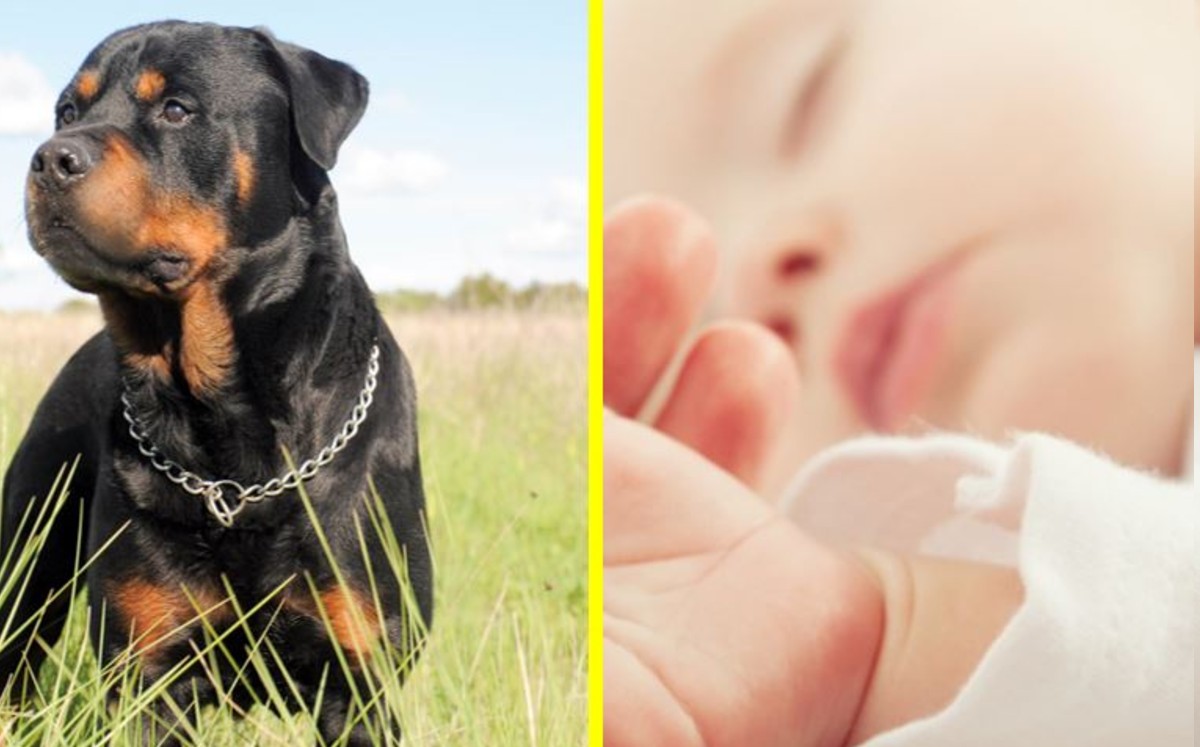 Muere bebé de 10 meses tras ser atacada por dos perros rottweiler