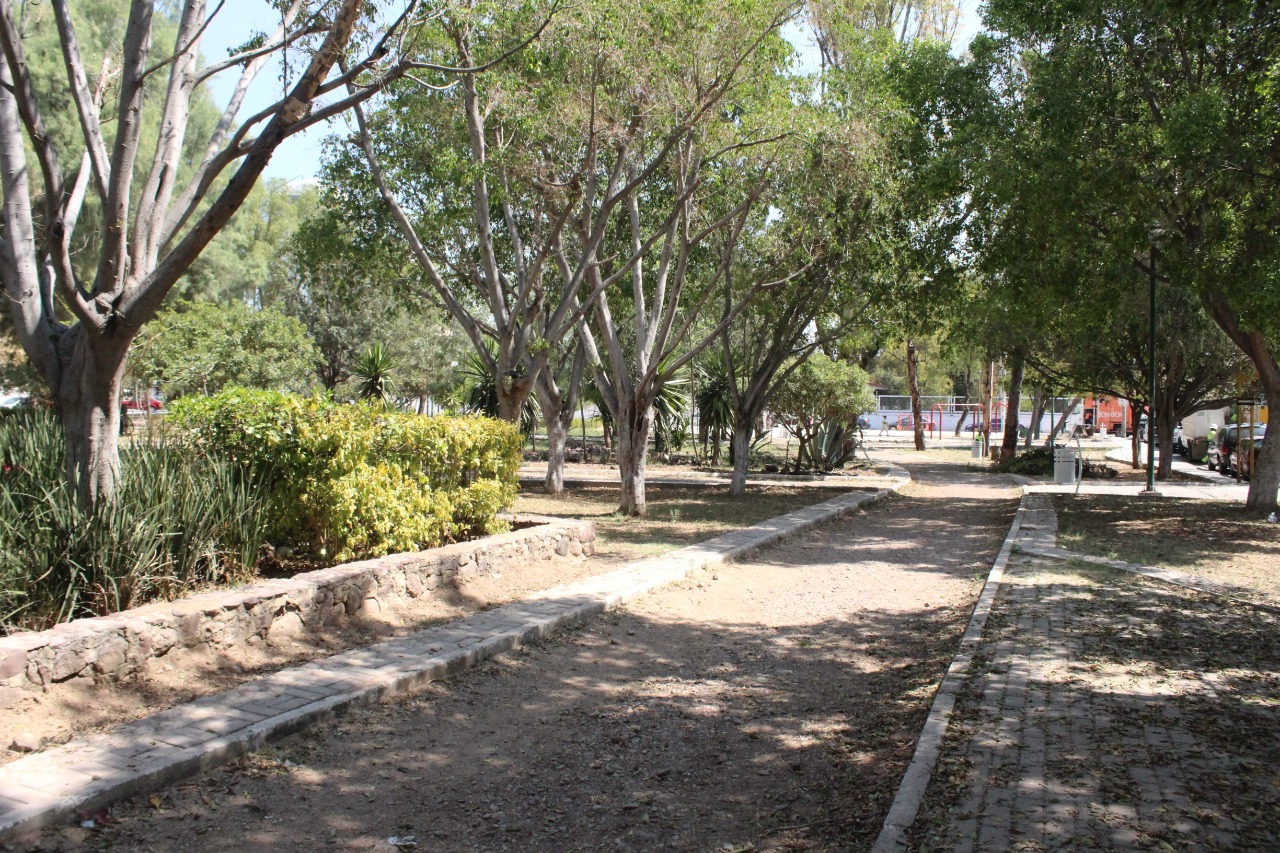 Telediario Media Hasta 490 mil árboles enfermos por muérdago en León