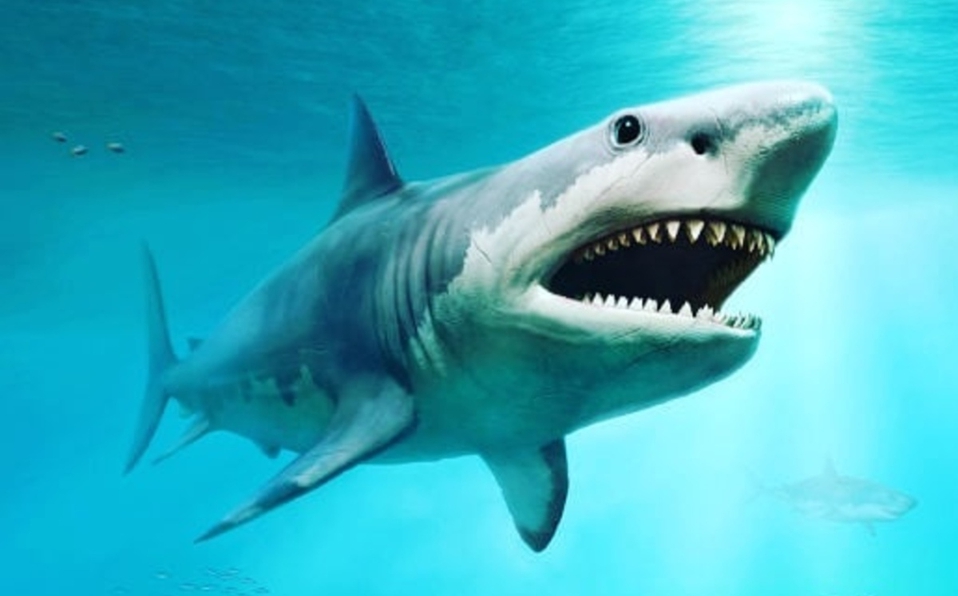 Captan a tiburón gigante en el Atlántico; lo comparan con un megalodón