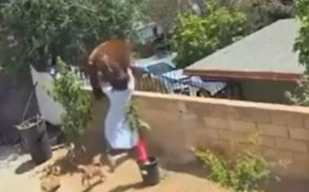 Joven se enfrenta a una osa para defender a sus perros (VIDEO) 
