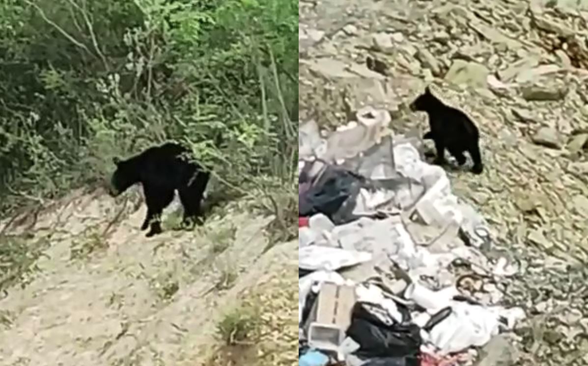Captan a oso en una construcción en el Cerro del Mirador