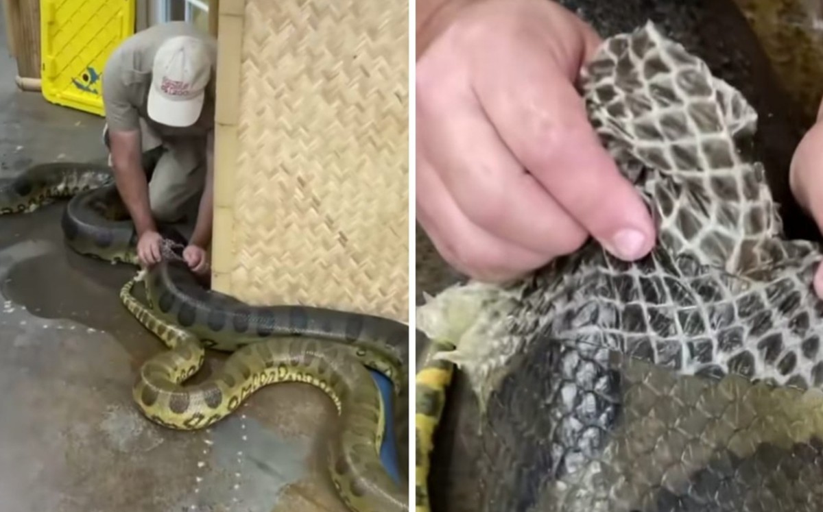 VIDEO: Hombre ayuda a enorme anaconda a mudar piel