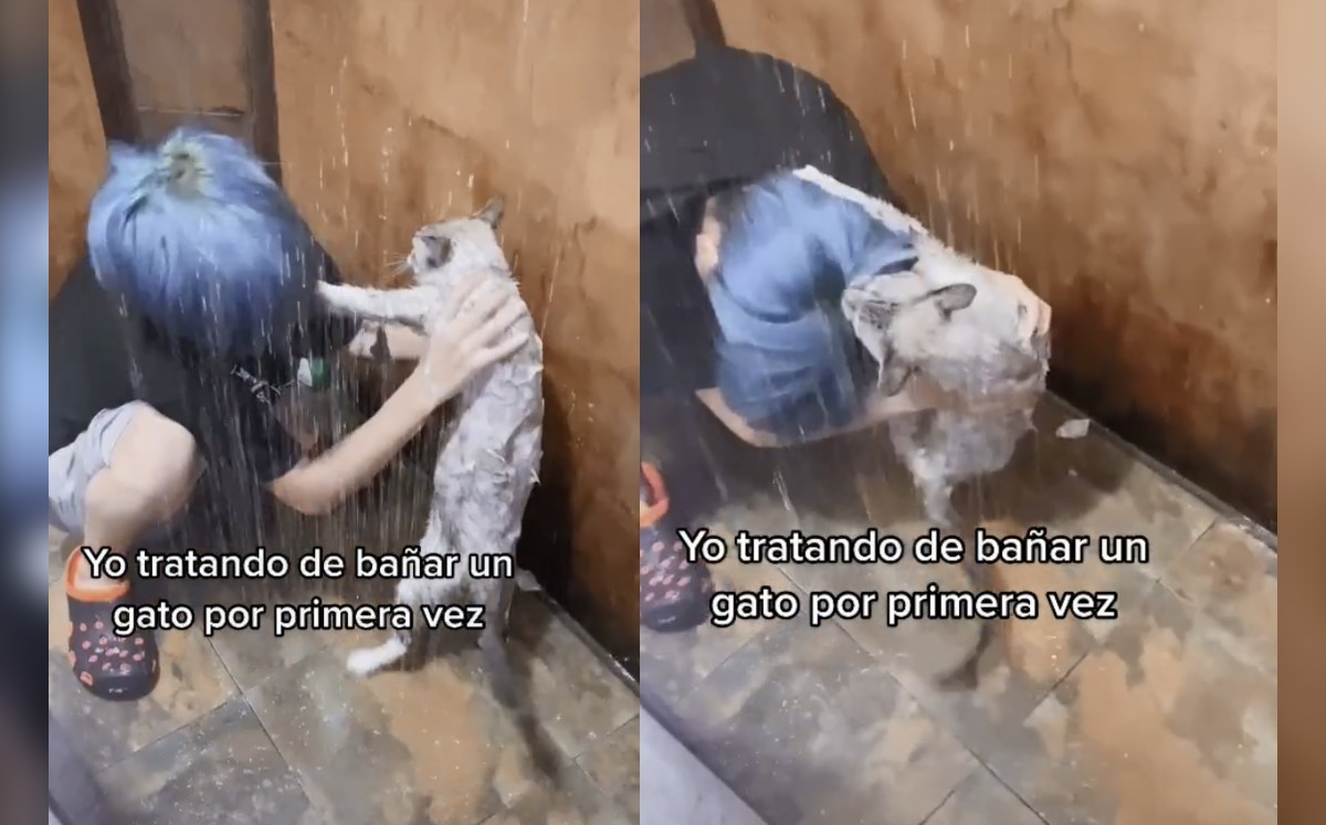 VIDEO: Joven es atacada por su gato cuando lo intentaba bañar por primera vez