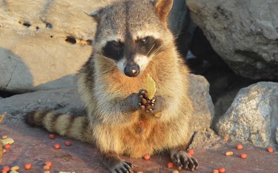 Pareja adopta a un mapache huérfano como si fuera su hijo; encantador video se hace viral