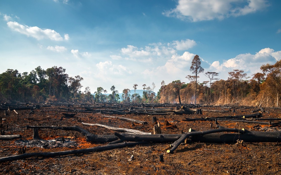Deforestación de la Amazonia brasileña avanza 41% en mayo