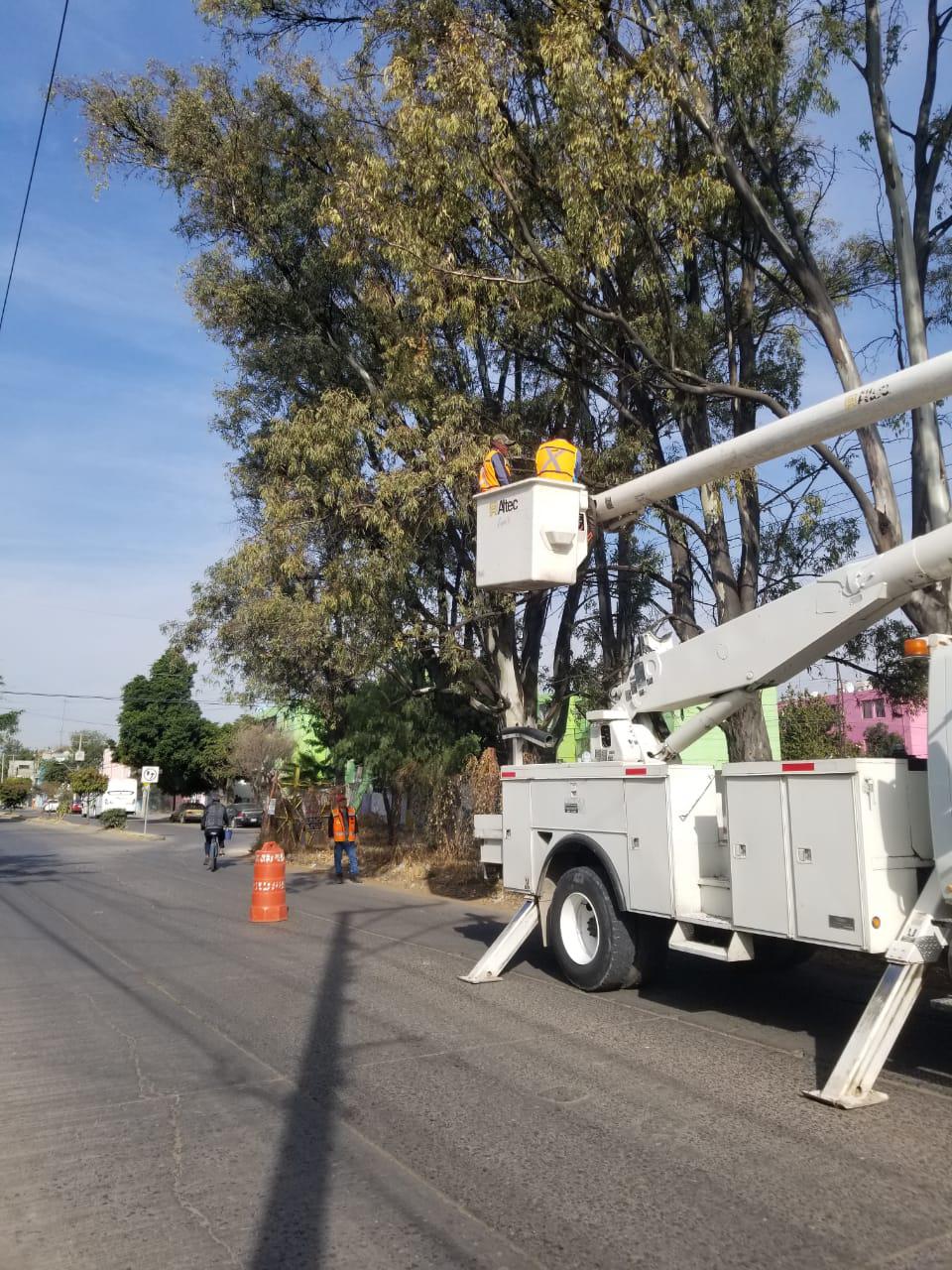 Intervienen en mil 492 árboles enfermos de León
