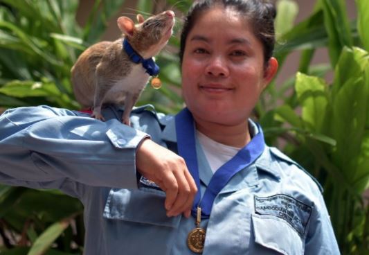 Se jubila rata que olfateaba minas y otros explosivos en Camboya