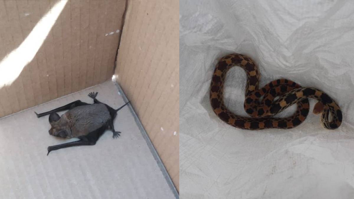 Rescatan serpiente y murciélago en León; los liberan en su hábitat