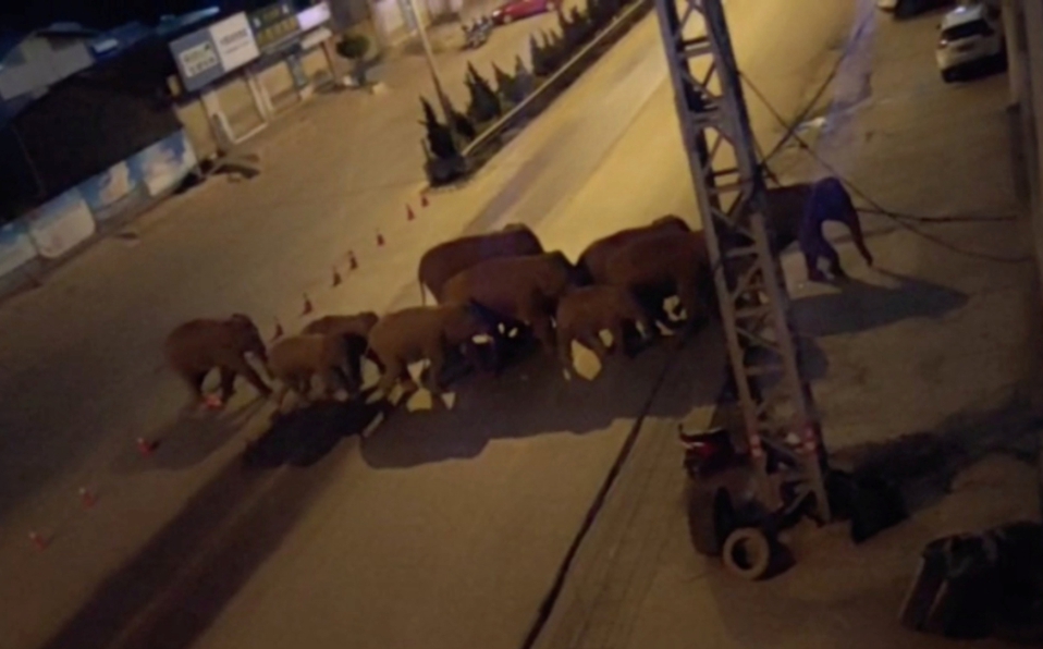 En China, forman larga fila de camiones para detener manada de elefantes