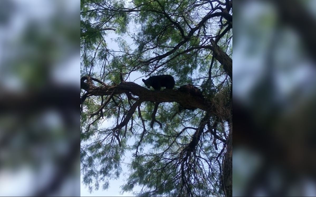 VIDEO: Encuentran a un oso en un árbol en la colonia Lomas de la Paz