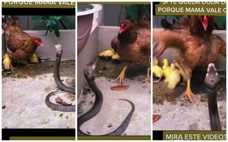 Gallina pelea con una cobra para defender a sus pollitos; asombroso video se hace viral