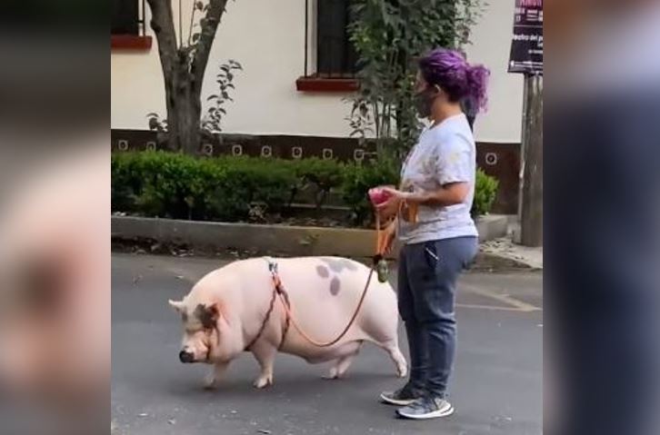 Captan a joven paseando un cerdo por las calles de la CdMx