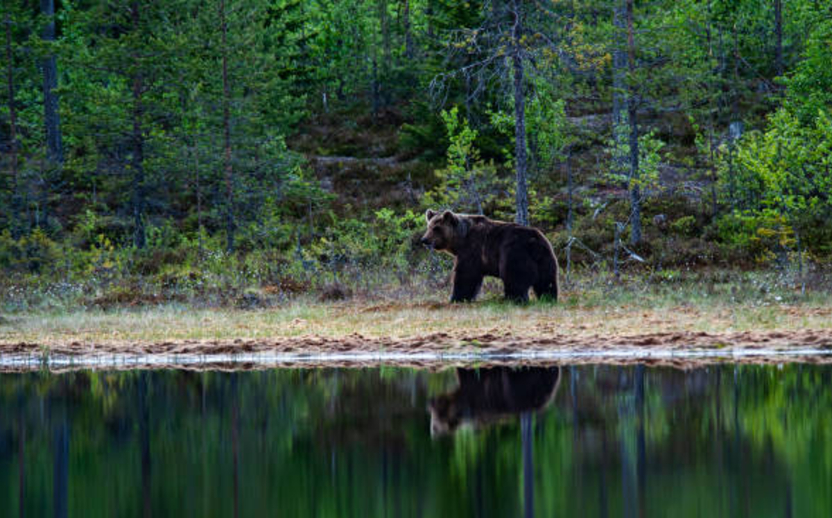 Niño finge su muerte para salvarse del ataque de osos tras perderse en un bosque