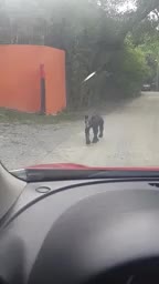 Captan a un oso desnutrido en busca de alimento en Santiago