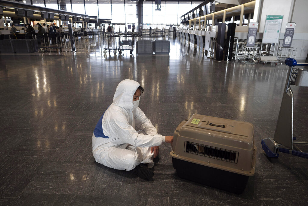EU prohíbe por un año la entrada de perros de países con riesgo de rabia